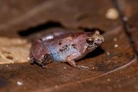 Microhyla malang, NP Kubah