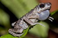 Ansonia spinulifer, NP Kubah