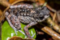 Ansonia spinulifer, NP Kubah