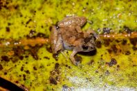 Microhyla borneensis, NP Kubah