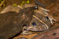 Limnonectes kuhlii, NP Kubah