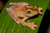 Rhacophorus pardalis, NP Kubah