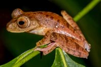 Rhacophorus pardalis, NP Kubah