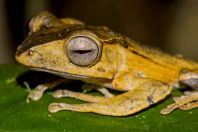 Polypedates otilophus, NP Kubah