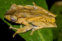 Polypedates otilophus, NP Kubah