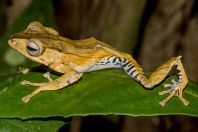 Polypedates otilophus, NP Kubah