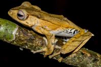 Polypedates otilophus, NP Kubah