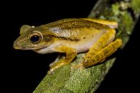 Polypedates leucomystax, NP Kubah