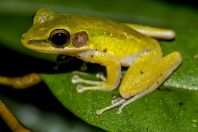 Hylarana raniceps, NP Kubah