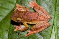 Rhacophorus pardalis, NP Kubah