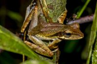 Polypedates macrotis, NP Kubah