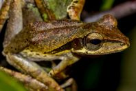 Polypedates macrotis, NP Kubah