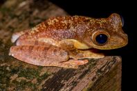 Rhacophorus pardalis, NP Kubah
