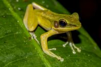 Hylarana raniceps, NP Kubah