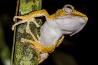 Polypedates otilophus, NP Kubah