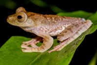 Rhacophorus pardalis, NP Kubah