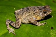 Ingerophrynus divergens, NP Kubah