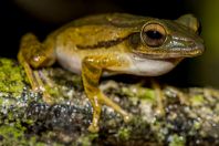 Polypedates leucomystax, NP Kubah