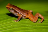 Kalophrynus heterochirus, NP Kubah