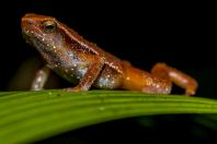 Kalophrynus heterochirus, NP Kubah