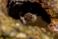 Metaphrynella sundana, NP Kubah