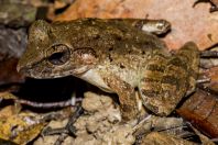 Limnonectes ingeri, NP Kubah