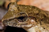 Limnonectes ingeri, NP Kubah