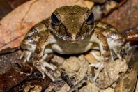 Limnonectes ingeri, NP Kubah