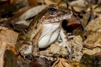 Limnonectes ingeri, NP Kubah