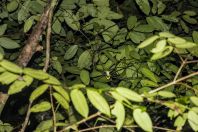 Rhacophorus nigropalmatus, NP Kubah