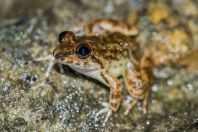 Limnonectes conspicillatus, NP Kubah