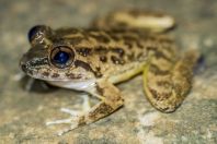 Limnonectes conspicillatus, NP Kubah