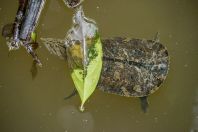 Dogania subplana, NP Kubah