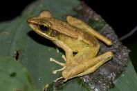 Meristogenys sp., NP Kubah