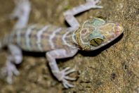 Cyrtodactylus cf. consobrinus, NP Kubah