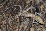 Cyrtodactylus cf. consobrinus, NP Kubah