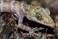 Cyrtodactylus cf. consobrinus, NP Kubah