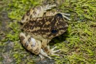 Limnonectes conspicillatus, NP Kubah