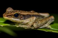 Meristogenys jerboa, NP Kubah