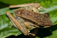 Meristogenys jerboa, NP Kubah