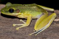 Odorrana hosii, NP Kubah