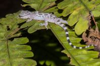 Cyrtodactylus cf. pubisulcus, NP Kubah 
