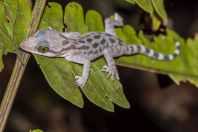 Cyrtodactylus cf. pubisulcus, NP Kubah 