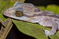 Cyrtodactylus cf. pubisulcus, NP Kubah 