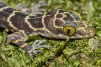 Cyrtodactylus sp., NP Kubah