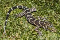 Cyrtodactylus sp., NP Kubah