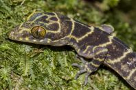 Cyrtodactylus sp., NP Kubah