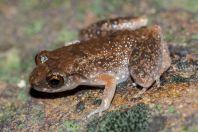 Leptobrachella baluensis, NP Kubah