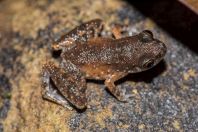 Leptobrachella baluensis, NP Kubah