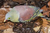 Treron curvirostra, NP Kubah